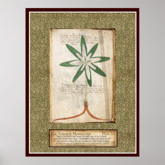 Bord Voynich 13 Poster