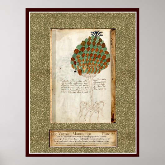 Bord Voynich 22 Poster (Voorkant)