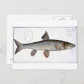 Bord XVIII van Barbel (Cyprinus Barbus) uit 'Ichth Briefkaart (Voorkant / Achterkant)