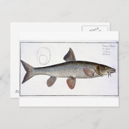 Bord XVIII van Barbel (Cyprinus Barbus) uit 'Ichth Briefkaart (Voorkant / Achterkant)
