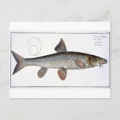 Bord XVIII van Barbel (Cyprinus Barbus) uit 'Ichth Briefkaart (Voorkant)