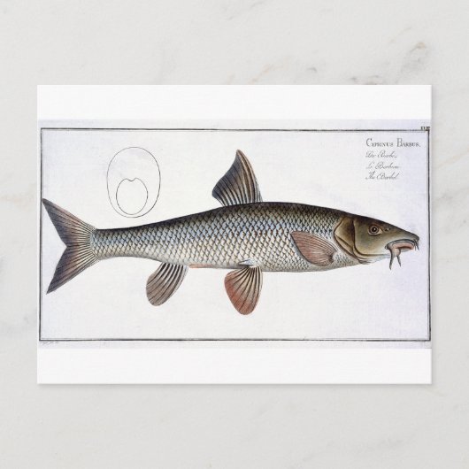 Bord XVIII van Barbel (Cyprinus Barbus) uit 'Ichth Briefkaart (Voorkant)