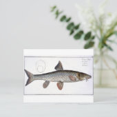 Bord XVIII van Barbel (Cyprinus Barbus) uit 'Ichth Briefkaart (Staand voorkant)