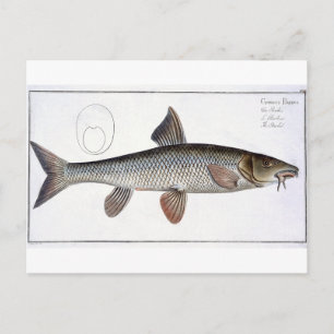 Bord XVIII van Barbel (Cyprinus Barbus) uit 'Ichth Briefkaart