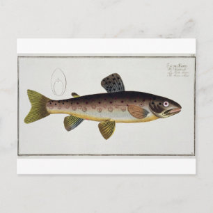 Bord XXIII van de bruine forel (Salmo Iasustris) u Briefkaart