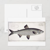 Bord XXVII van Salmon (Salmo Maraena) uit 'Ichthyo Briefkaart (Voorkant / Achterkant)