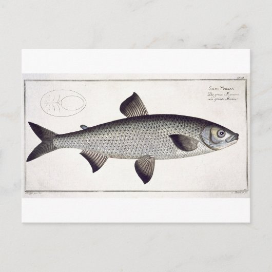 Bord XXVII van Salmon (Salmo Maraena) uit 'Ichthyo Briefkaart (Voorkant)