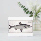 Bord XXVII van Salmon (Salmo Maraena) uit 'Ichthyo Briefkaart (Staand voorkant)