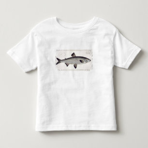 Bord XXVII van Salmon (Salmo Maraena) uit 'Ichthyo Kinder Shirts