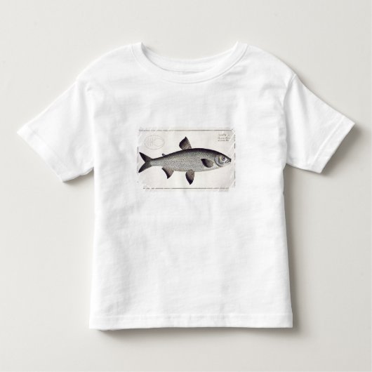 Bord XXVII van Salmon (Salmo Maraena) uit 'Ichthyo Kinder Shirts (Voorkant)
