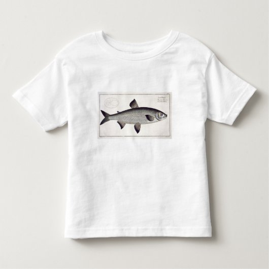 Bord XXVII van Salmon (Salmo Maraena) uit 'Ichthyo Kinder Shirts (Voorkant)