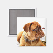 Bordeaux Mastiff, Franse Mastiff Bordeauxdog Gift Magneet (Voorkant / Achterkant)