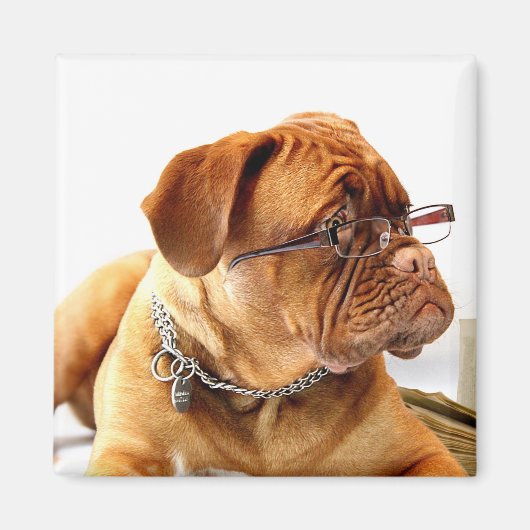 Bordeaux Mastiff, Franse Mastiff Bordeauxdog Gift Magneet (Voorkant)