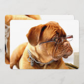 Bordeaux Mastiff, Franse Mastiff Bordeauxhond Cade (Voorkant / Achterkant)