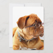 Bordeaux Mastiff, Franse Mastiff Bordeauxhond Cade (Achterkant)