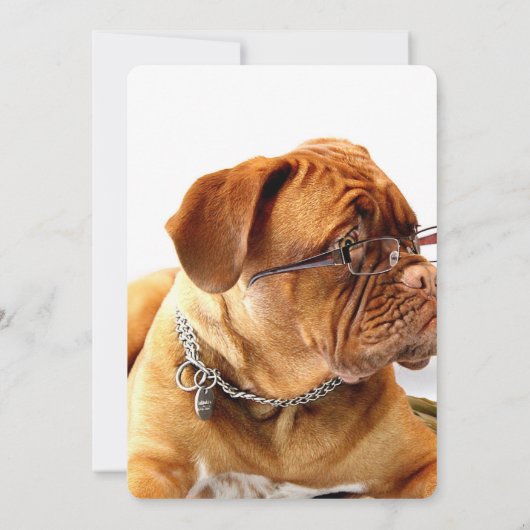 Bordeaux Mastiff, Franse Mastiff Bordeauxhond Cade (Achterkant)