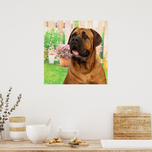 Bordeaux Mastiff Poster (Keuken)