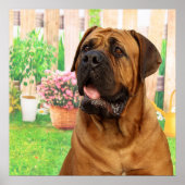 Bordeaux Mastiff Poster (Voorkant)