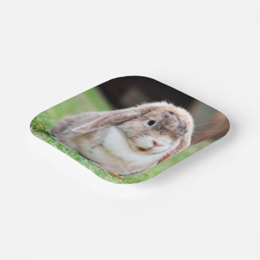 Borden met klauterhaver papieren bordje (Gebogen)