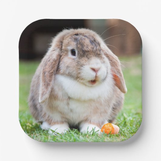 Borden met klauterhaver papieren bordje (Voorkant)