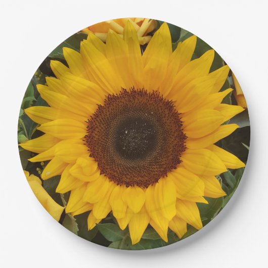 Borden voor fotografie van zonnebloempitten papieren bordje (Voorkant)