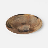 Borden voor grizzly Beer Papieren Bordje (Gekanteld)