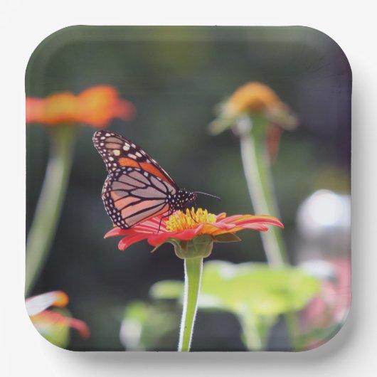 Borden voor vlinderpapier papieren bordje (Voorkant)