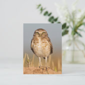 Bordende uil op een vuile heuvel briefkaart (Staand voorkant)