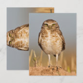 Bordende uil op een vuile heuvel briefkaart (Voorkant / Achterkant)