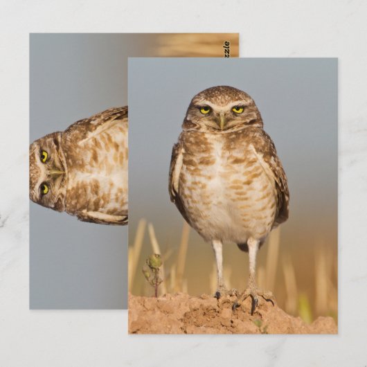 Bordende uil op een vuile heuvel briefkaart (Voorkant / Achterkant)