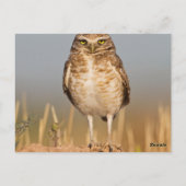 Bordende uil op een vuile heuvel briefkaart (Achterkant)
