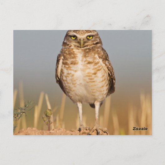 Bordende uil op een vuile heuvel briefkaart (Achterkant)