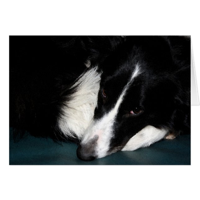 Border Collie (Voorkant Horizontaal)