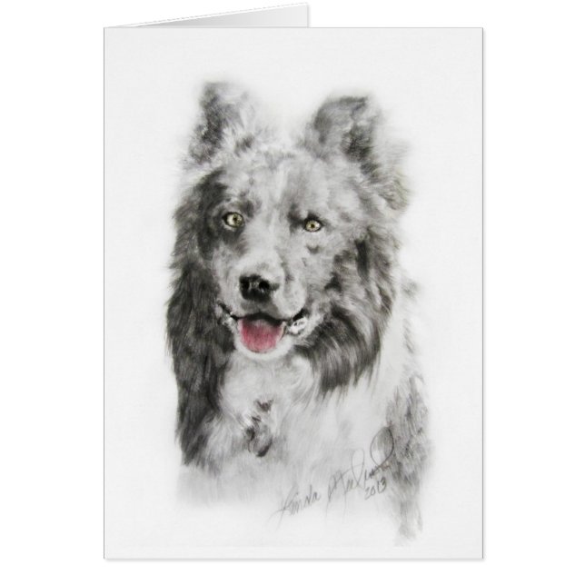 Border Collie (Voorkant)