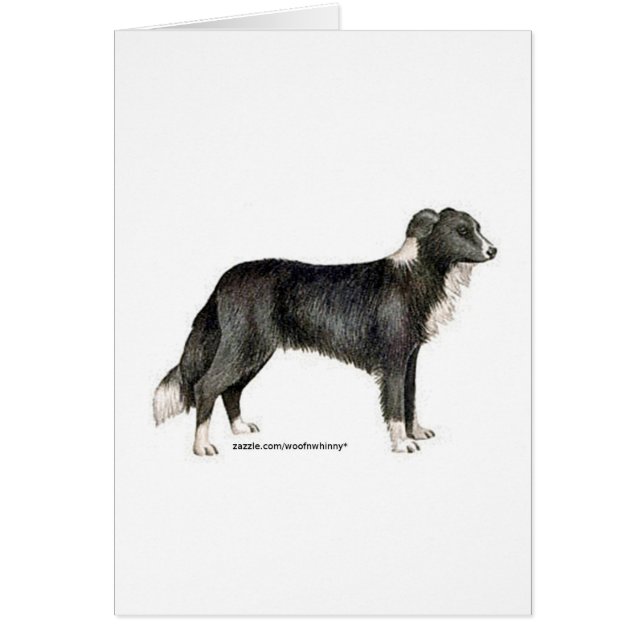 Border Collie (Voorkant)