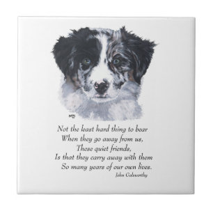 Border Collie Aandenken Tegeltje