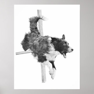 Border Collie Agility Dog Canine Art Dog Tekening Poster