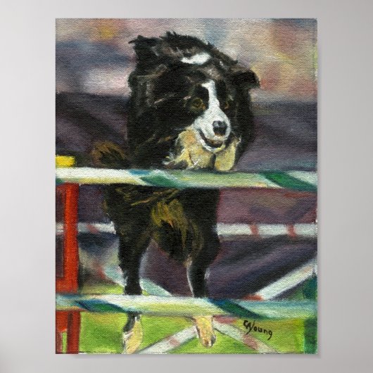 Border Collie Agility Dog Portret Poster (Voorkant)