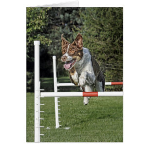 Border Collie Agility-kaart
