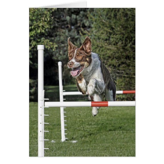 Border Collie Agility-kaart (Voorkant)