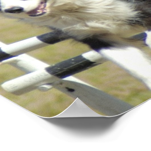 Border Collie Agility Poster (Hoek)