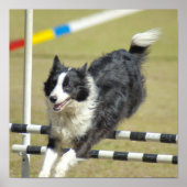 Border Collie Agility Poster (Voorkant)
