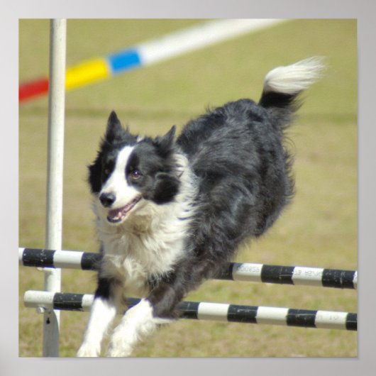 Border Collie Agility Poster (Voorkant)