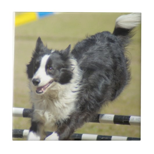 Border Collie Agility Tile Tegeltje (Voorkant)