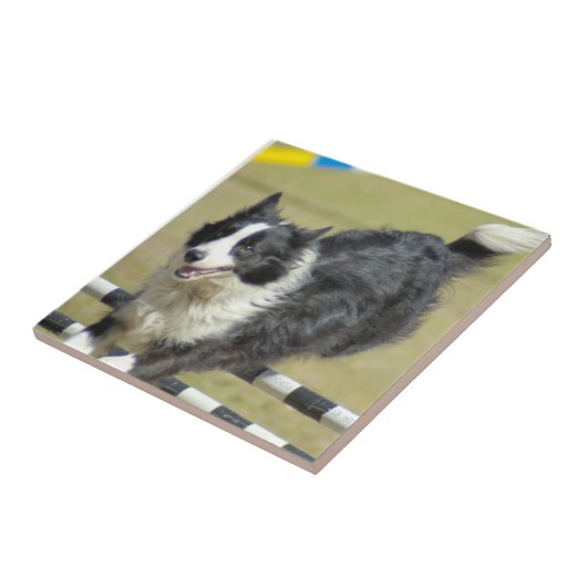 Border Collie Agility Tile Tegeltje (Zijkant)
