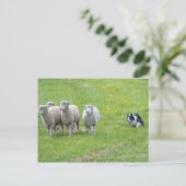 Border Collie and Ewes Briefkaart (Staand voorkant)