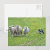 Border Collie and Ewes Briefkaart (Voorkant / Achterkant)