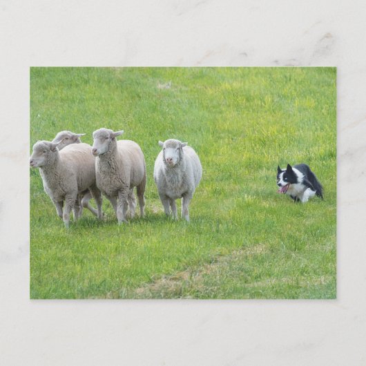 Border Collie and Ewes Briefkaart (Voorkant)