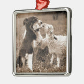 "Border Collie and Lamb"~Border Collie Ornament (Links)