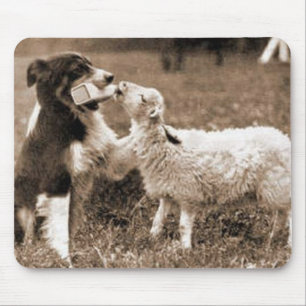 "Border Collie and Lamb"~Mousepad Muismat